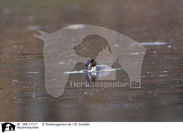 Haubentaucher / great crested grebe / WS-11111