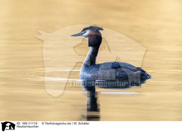 Haubentaucher / great crested grebe / WS-11119