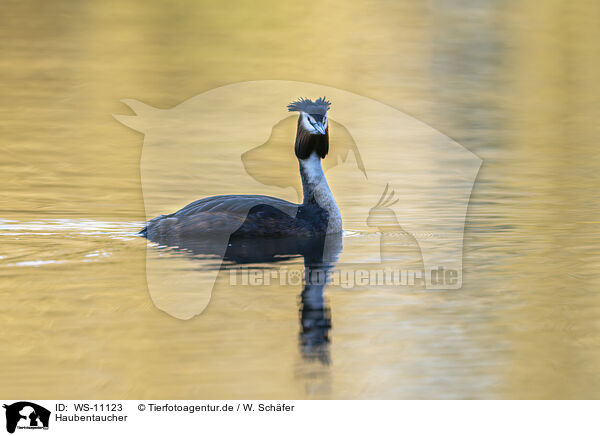 Haubentaucher / great crested grebe / WS-11123