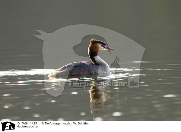 Haubentaucher / great crested grebe / WS-11125