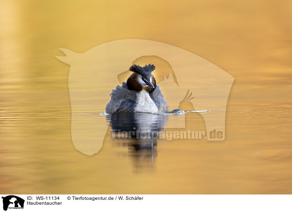 Haubentaucher / great crested grebe / WS-11134