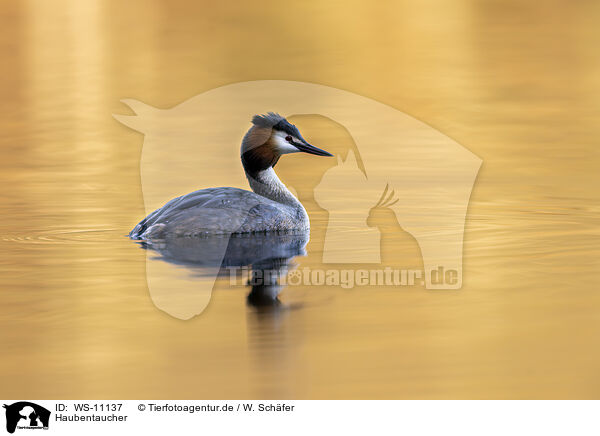 Haubentaucher / great crested grebe / WS-11137