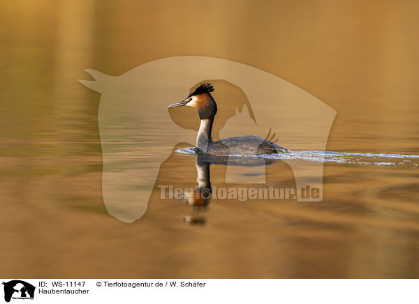 Haubentaucher / great crested grebe / WS-11147