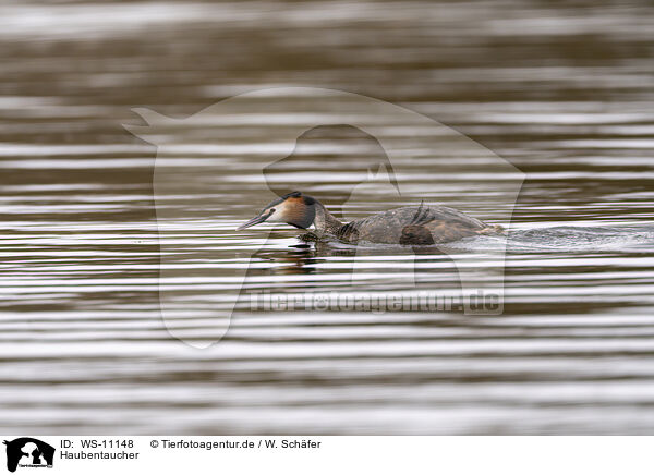 Haubentaucher / great crested grebe / WS-11148