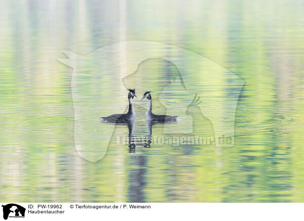 Haubentaucher / great crested grebe / PW-19962