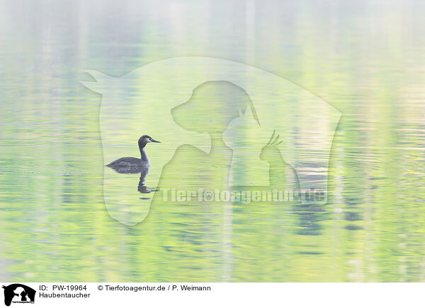 Haubentaucher / great crested grebe / PW-19964