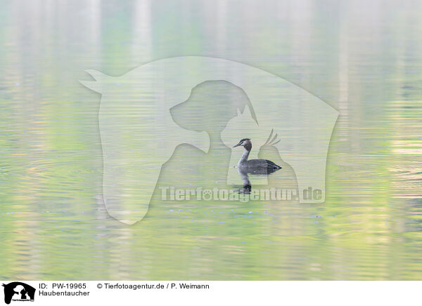Haubentaucher / great crested grebe / PW-19965