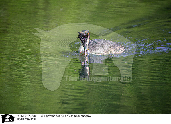 Haubentaucher / great crested grebe / MBS-28880