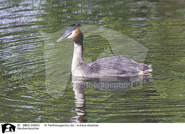 Haubentaucher / great crested grebe / MBS-28883