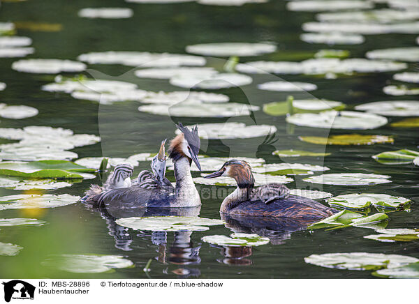 Haubentaucher / great crested grebe / MBS-28896