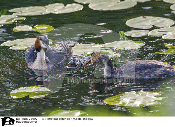 Haubentaucher / great crested grebe / MBS-28902