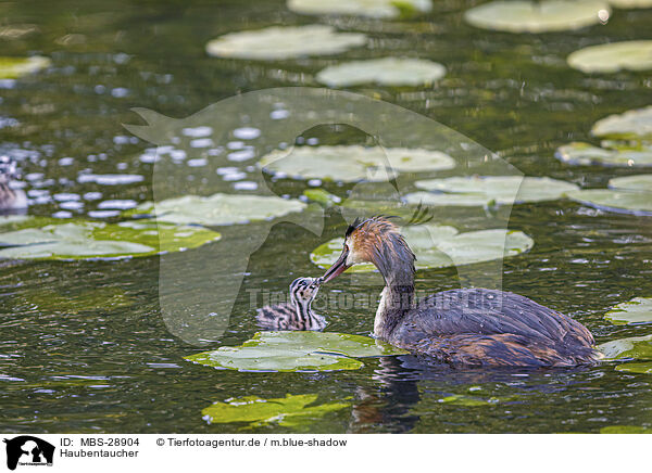 Haubentaucher / great crested grebe / MBS-28904