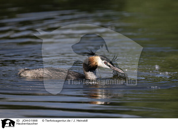 Haubentaucher / great crested grebe / JOH-01988