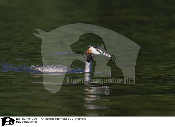 Haubentaucher / great crested grebe / JOH-01990