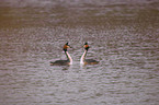 schwimmende Haubentaucher