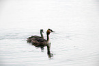 schwimmender Haubentaucher