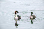 schwimmender Haubentaucher