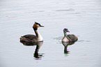 schwimmender Haubentaucher