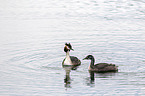 schwimmender Haubentaucher