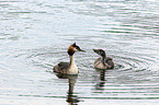 schwimmender Haubentaucher