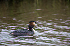 schwimmender Haubentaucher