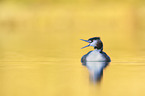 schwimmender Haubentaucher