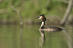 schwimmender Haubentaucher