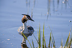 schwimmender Haubentaucher