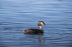 schwimmender Haubentaucher