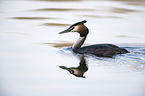 schwimmender Haubentaucher