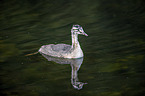 schwimmender Haubentaucher
