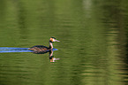 schwimmender Haubentaucher