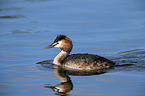 schwimmender Haubentaucher