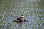 schwimmende Haubentaucher