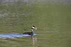 schwimmender Haubentaucher