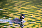 schwimmender Haubentaucher