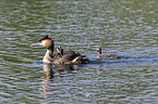 schwimmende Haubentaucher