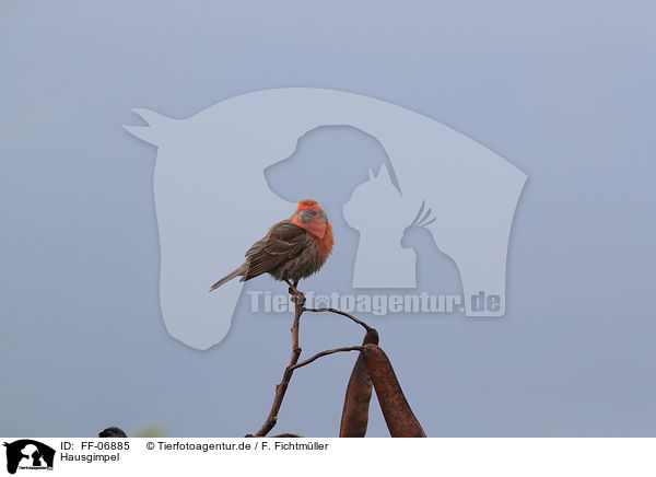 Hausgimpel / house finch / FF-06885