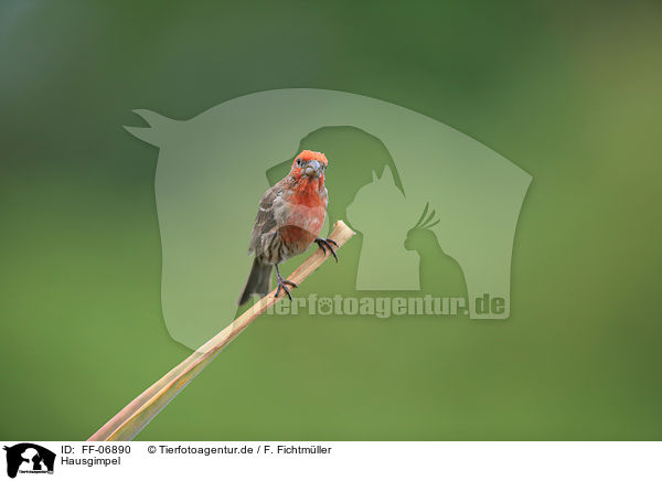 Hausgimpel / house finch / FF-06890