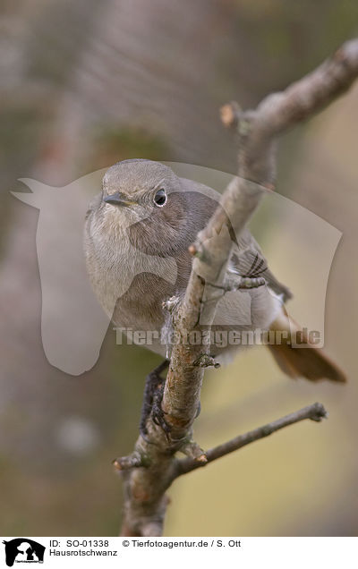 Hausrotschwanz / black redstart / SO-01338