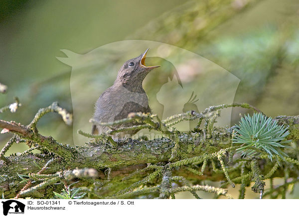 Hausrotschwanz / black redstart / SO-01341