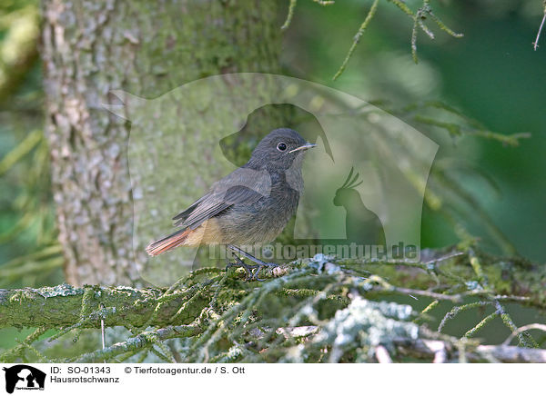 Hausrotschwanz / black redstart / SO-01343