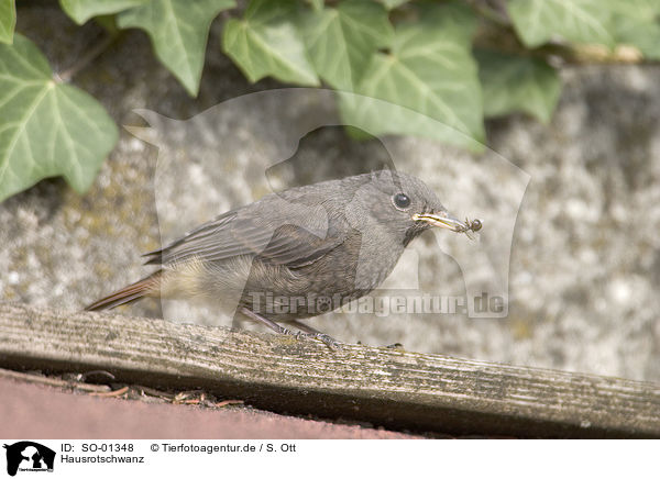 Hausrotschwanz / black redstart / SO-01348