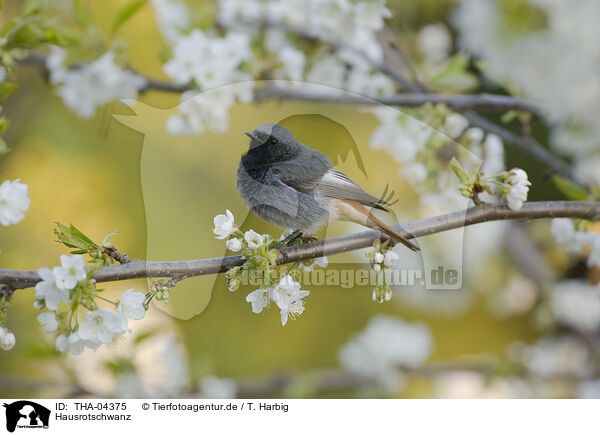 Hausrotschwanz / black redstart / THA-04375