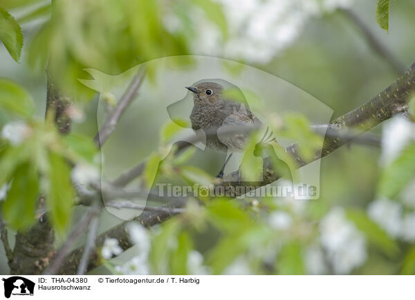 Hausrotschwanz / black redstart / THA-04380