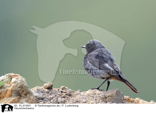 Hausrotschwanz / black redstart / FL-01907