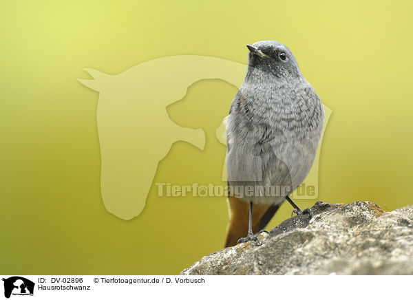 Hausrotschwanz / black redstart / DV-02896