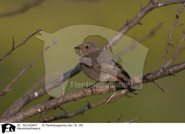 Hausrotschwanz / black redstart / SO-02847