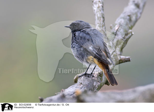 Hausrotschwanz / black redstart / SO-02856