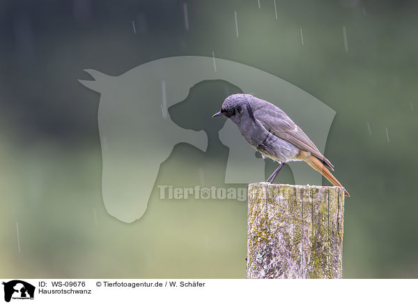 Hausrotschwanz / black redstart / WS-09676